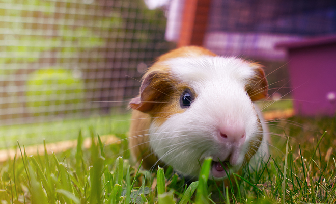 Qué significado tiene soñar con cobayas