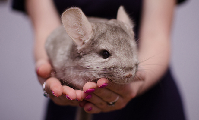 Qué significa soñar con una chinchilla