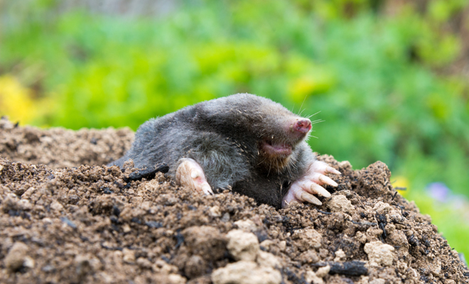 Qué significado tiene soñar con un topo