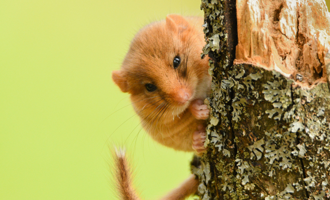 Qué significa soñar con un lirón