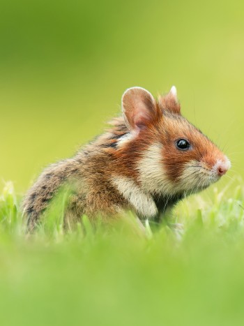 Todos los significados de soñar con roedores: ratas, cobayas, topos...