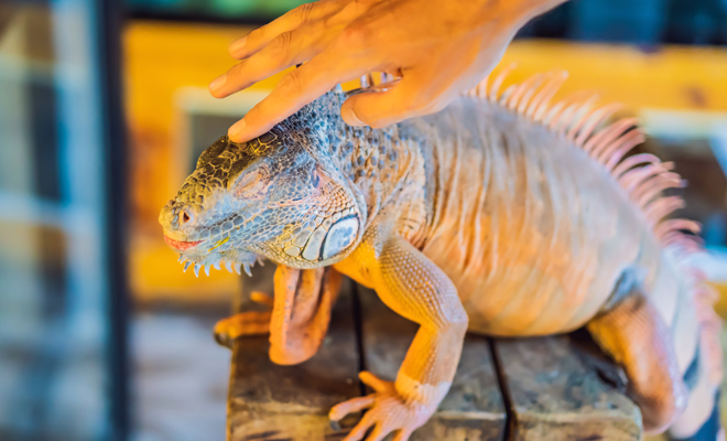 Significado de soñar que atrapas o tienes una iguana