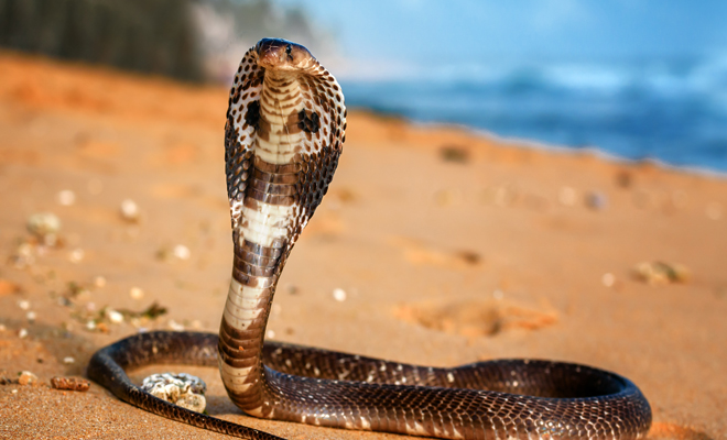 Interpretación de soñar con una cobra según su color