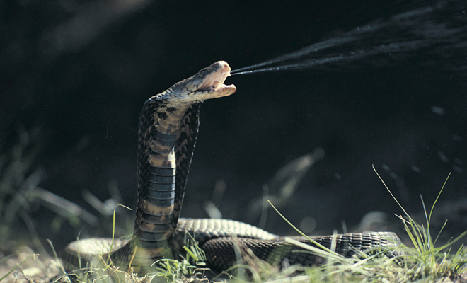 Significado de soñar que una cobra te ataca o te muerde