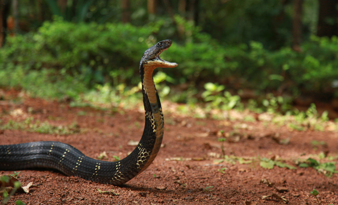 Qué significa soñar que una cobra te persigue
