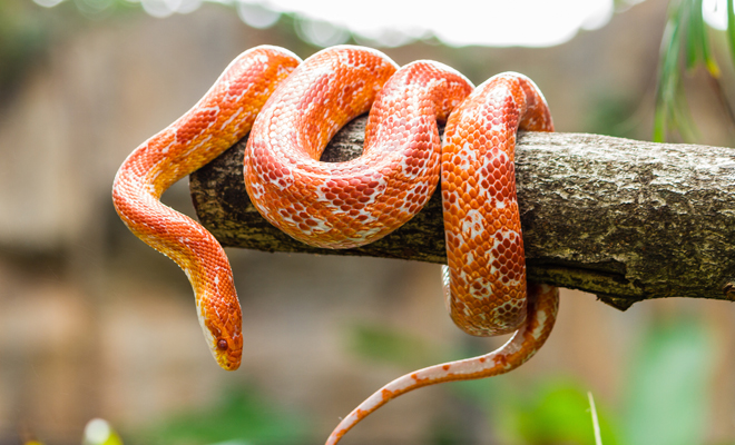 Qué significa soñar con culebras según su color