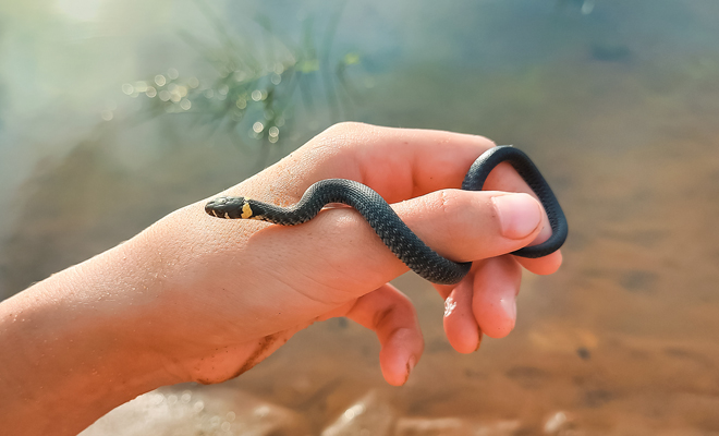 Qué significado tiene soñar con culebras que te muerden