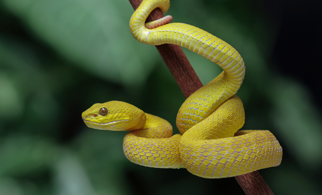 Significado de soñar con muchas culebras