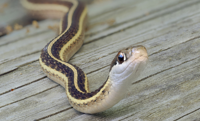 Qué significa soñar que hablas con una culebra