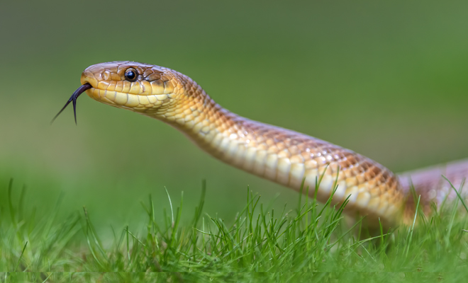 Qué significado tiene soñar con culebras muertas o con matar una culebra