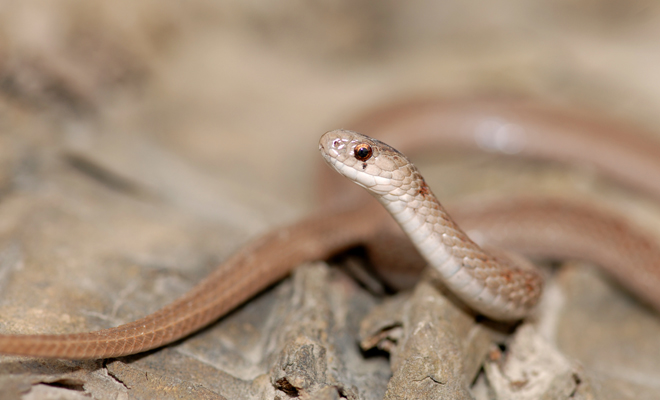 Interpretación de soñar con culebras pequeñas o grandes