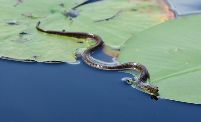 Interpretación de soñar con culebras en el agua