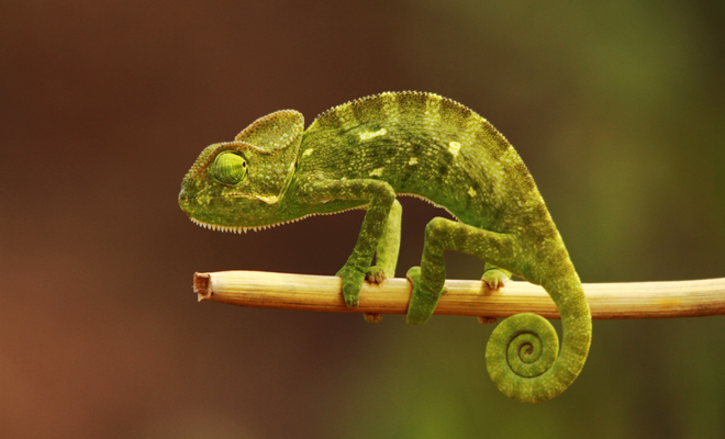 Qué significado tiene soñar con reptiles grandes o pequeños