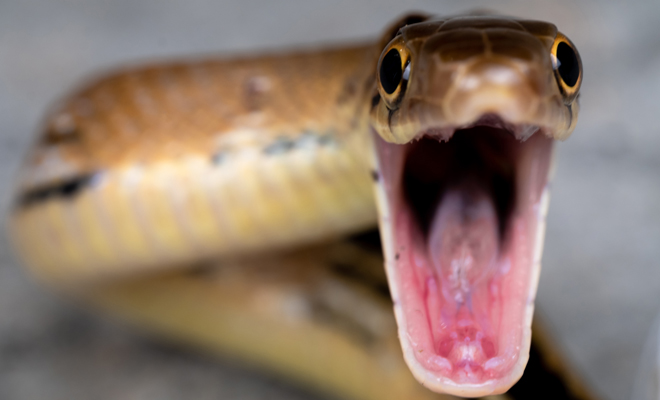 Qué significa soñar con reptiles que te atacan