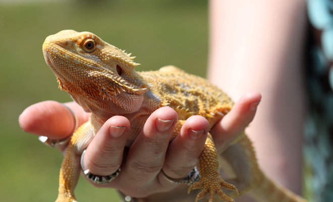 Interpretación de soñar que eres un reptil