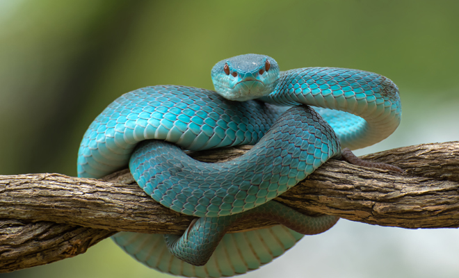 Significado de soñar con reptiles de colores