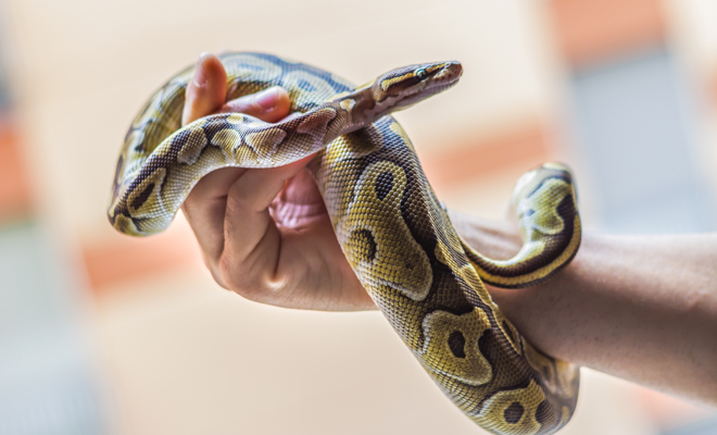Significado de soñar con serpientes, cobras y culebras