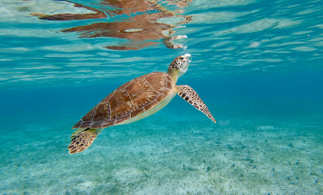 Significado de soñar con tortugas