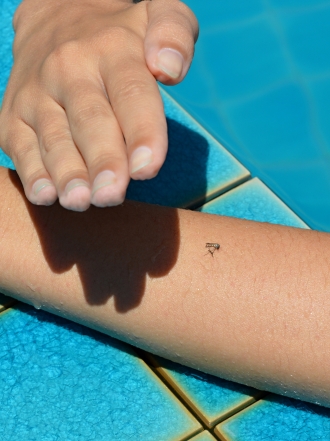 Trucos para espantar y matar mosquitos