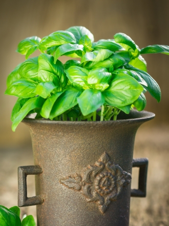 Albahaca para un jardín bonito y una cocina saludable