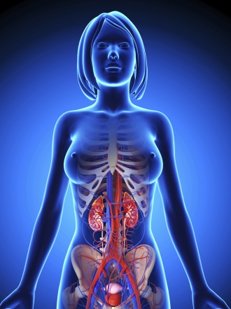 Síntomas de que algo va mal con tus riñones