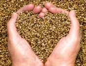 Dieta del alpiste, la última moda para adelgazar