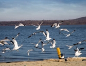 Historia de amor entre animales: enamorados de la libertad