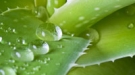 Hierbas y plantas medicinales para el dolor de estómago