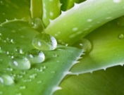 Hierbas y plantas medicinales para el dolor de estómago