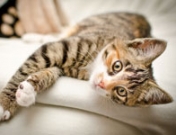 Los animales también sufren ansiedad: causas, síntomas y manifestaciones