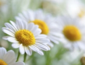 Beneficios de la manzanilla para el dolor de estómago y el sistema digestivo