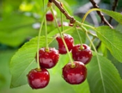 Cerezas para aliviar los síntomas de la menopausia