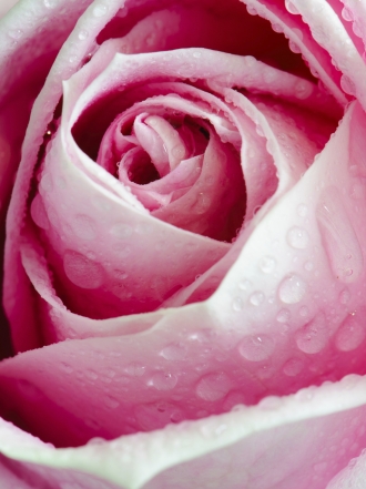 Mitos y leyendas: el agua de rosas como tratamiento facial