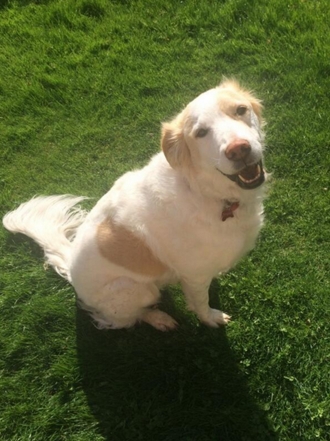 Malú lleva a su perra Danka a lo más alto de Twitter: domingo de relax animalesco