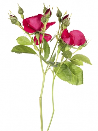 Aceite de rosa de mosqueta para prevenir las arrugas