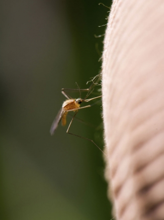 Remedios caseros para acabar con los mosquitos