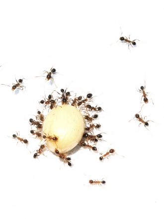 Remedios caseros para eliminar las hormigas de nuestra casa