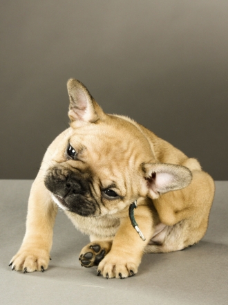 Remedios caseros para eliminar las pulgas