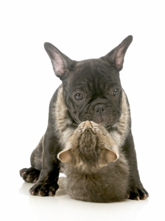 Nombres de cachorros por la letra C