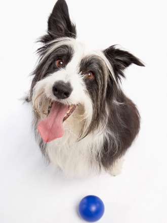 Nombres de perros populares con la letra Y