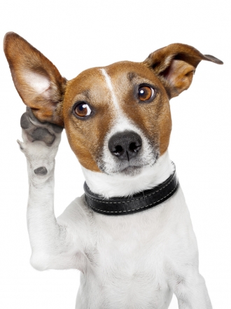 Ideas de nombres para perros con la letra G