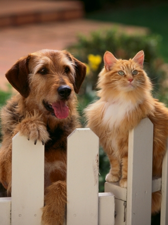 Nombres de perritos con la letra H