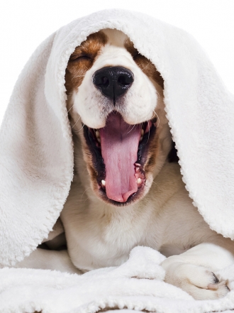 Nombres de perritos y perritas con la letra I