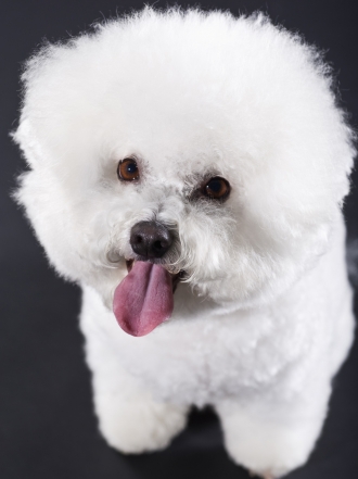 Nombres de perros grandes por la K