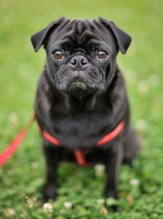 Nombres de perros originales con la M