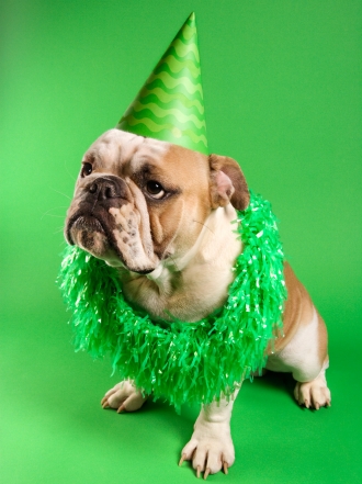 Nombres de perros graciosos por la N