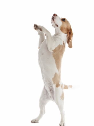 Nombres para cachorros por la letra Q