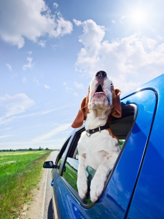 Nombres para cachorros con la letra R