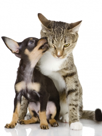 Los mejores nombres para perros con la letra T