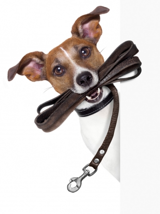 Nombres para perros bonitos que empiezan por la U